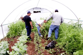 APOYA SEDIF A FAMILIAS CON PROYECTOS PRODUCTIVOS