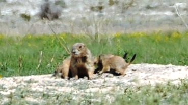 REGISTRAN  REPRODUCCIÓN POSITIVA  DEL PERRITO DE LA PRADERA