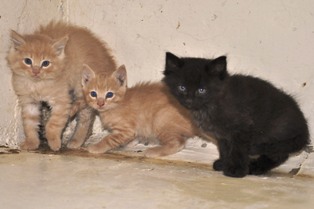 EN ESPERA DE UN HOGAR 25 PERROS Y 11 GATOS DEL CACF