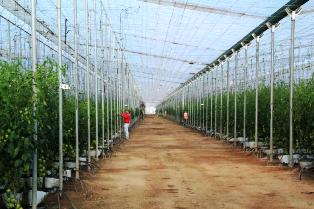 EXPORTAN 20 TONELADAS DE PEPINO DE VILLA DE COS HACIA TEXAS