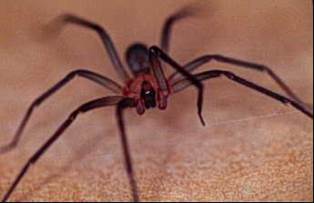 ALERTAN SSZ SOBRE RIESGO DE MINIMIZAR DAÑO PROVOCADO POR PICADURAS DE INSECTOS Y ARÁCNIDOS