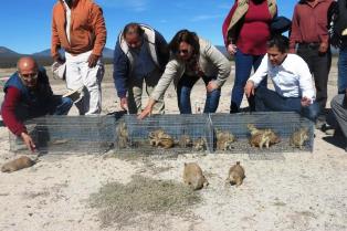 PONEN EN MARCHA AUTORIDADES AMBIENTALES 2ª ETAPA DE REINTRODUCCIÓN DEL PERRITO DE LA PRADERA