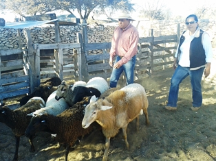 ENTREGA DIF PAQUETE DE BORREGAS EN SAN MIGUEL DEL VERGEL