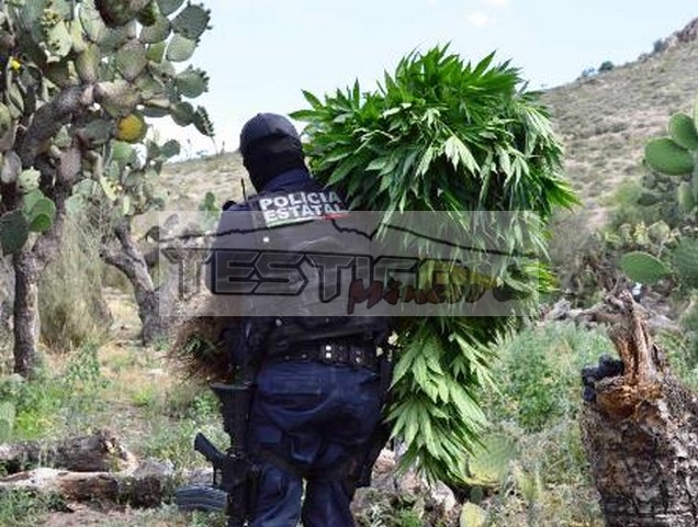 DESTRUYE LA PEP PLANTÍO DE MARIGUANA