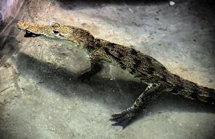 EXHIBEN COCODRILO EN ZOOLÓGICO DE LA ENCANTADA