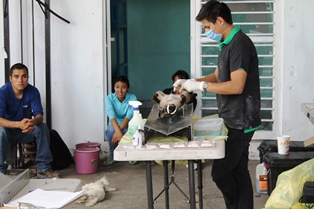 COLABORA PC Y BOMBEROS CON SSZ EN CAMPAÑA DE ESTERILIZACIÓN DE PERROS