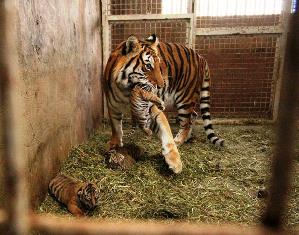 NACEN CACHORROS DE TIGRE Y LEÓN EN ZOOLÓGICO LA ENCANTADA