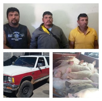 DETIENEN A TRES POR ROBAR PUERCOS DE UN CORRAL