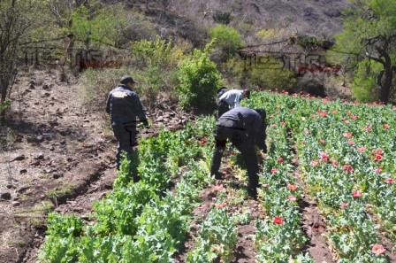 PGR ASEGURA MÁS DE 68 MIL PLANTAS DE AMAPOLA