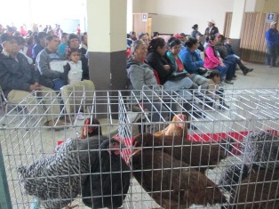 BENEFICIAN A MUJERES FRESNILLENSES CON EL PROGRAMA “EL CAMPO EN TUS MANOS”