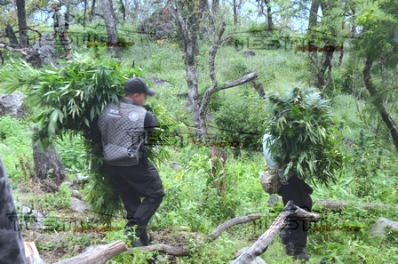 ENCUENTRAN MÁS DE 16 MIL PLANTAS DE MARIHUANA