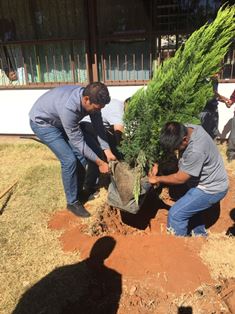 SE REFORESTAN ESPACIOS PÚBLICOS GRACIAS A LA CAMPAÑA  DE CONCIENTIZACIÓN “ADOPTA UN ÁRBOL”