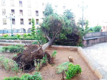 SE DERRIBA ÁRBOL EN EL JARDÍN MADERO DE EL MINERAL