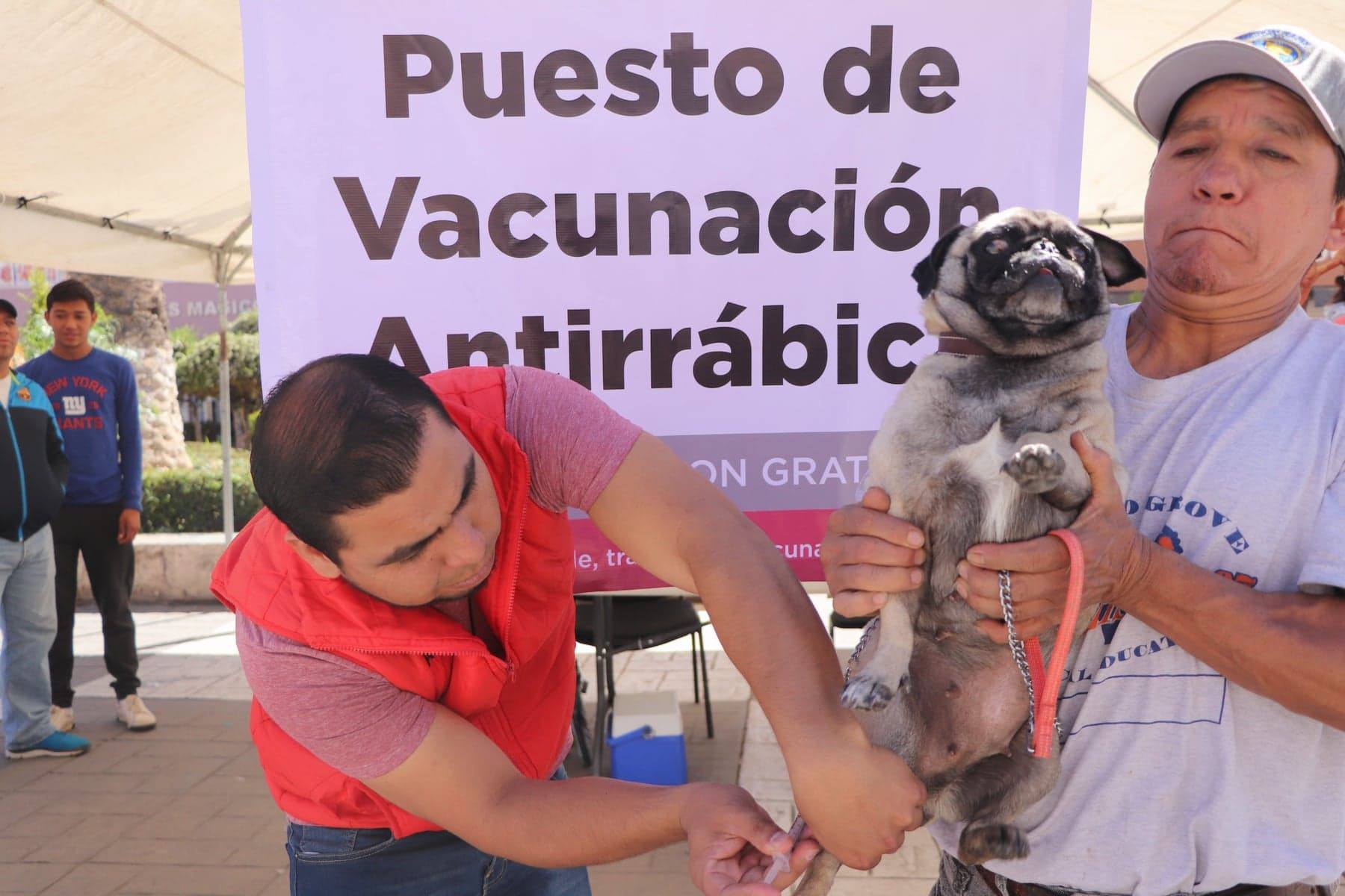ARRANCA CAMPAÑA DE VACUNACIÓN ANTIRRÁBICA