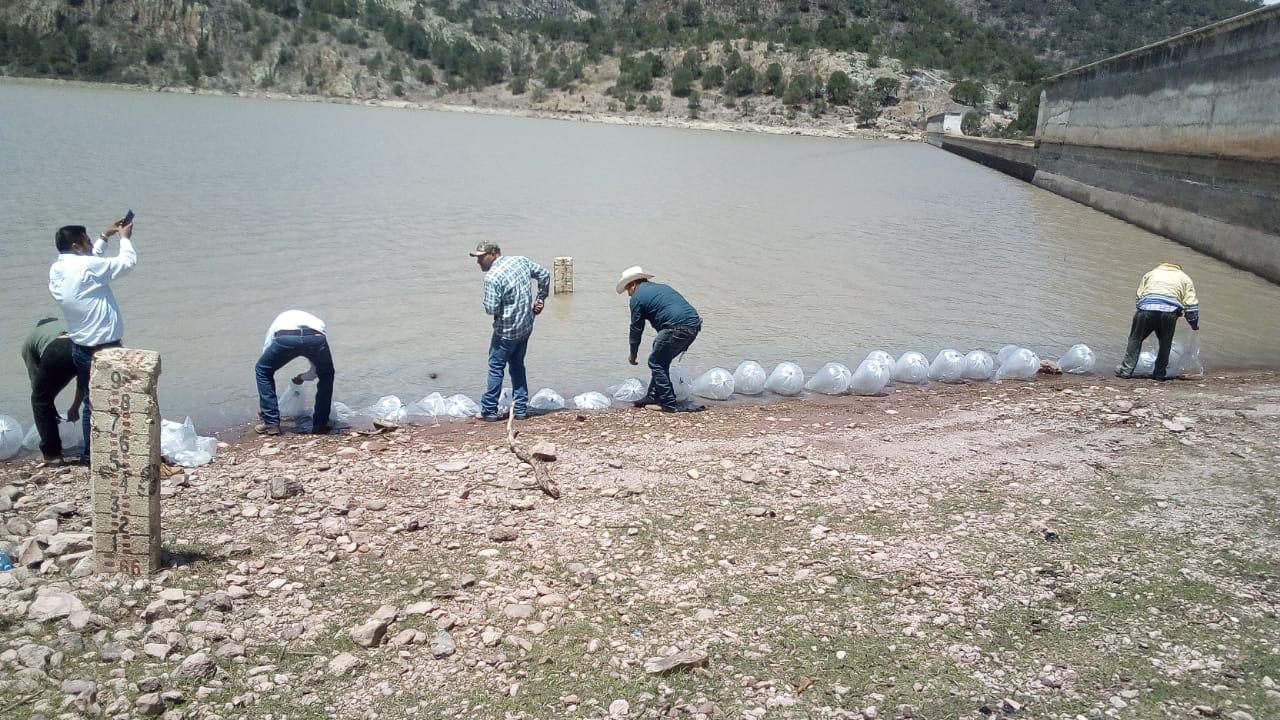 LIBERAN 150 MIL CRÍAS DE PECES EN PRESAS DE EL MINERAL