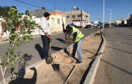 EN COLONIA BALCONES SE REALIZÓ LA 65 MEGABRIGADA DE LIMPIEZA