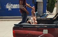 TRANSPORTAN CARNE EN CAMIONETA PARTICULAR