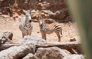 CUENTA PARQUE Y ZOOLÓGICO LA ENCANTADA CON NUEVOS EJEMPLARES