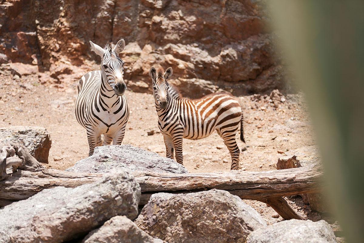 CUENTA PARQUE Y ZOOLÓGICO LA ENCANTADA CON NUEVOS EJEMPLARES