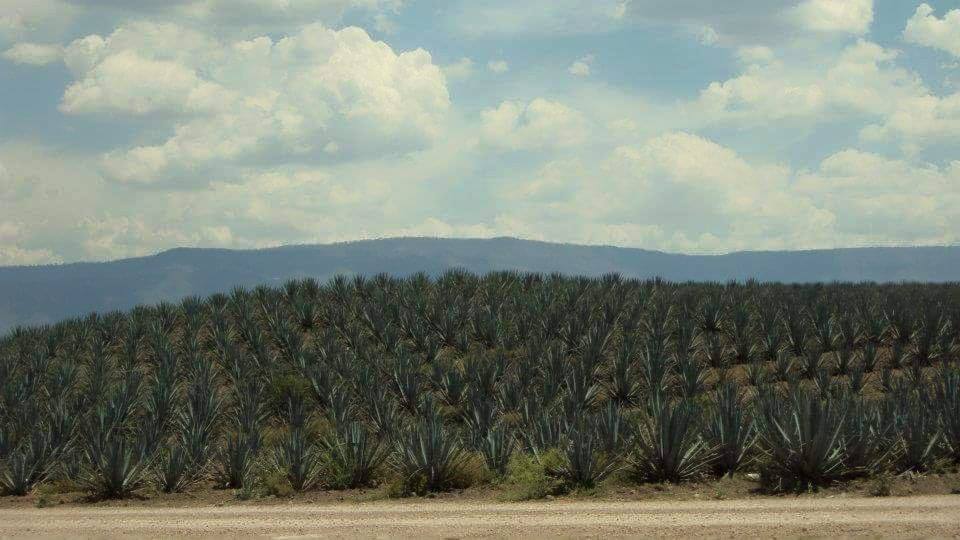 MEZCAL ZACATECANO VA POR EL MERCADO MUNDIAL