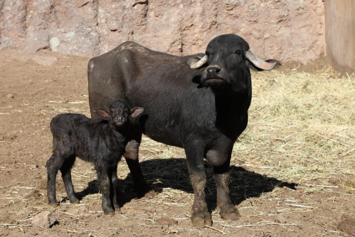 NACE BÚFALO EN ZOOLÓGICO DE LA ENCANTADA