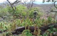 Ejército Mexicano localizó y destruyó más de una tonelada de marihuana en el estado de Jalisco.