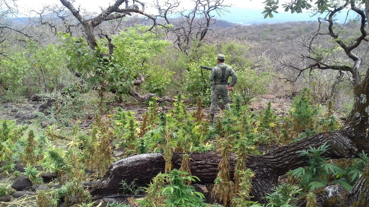 Ejército Mexicano localizó y destruyó más de una tonelada de marihuana en el estado de Jalisco.