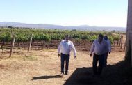 CON 10.6 MDP POTENCIAN CADENAS PRODUCTIVAS DE VID, BOVINOS Y MAÍZ EN FRESNILLO