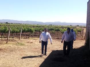 CON 10.6 MDP POTENCIAN CADENAS PRODUCTIVAS DE VID, BOVINOS Y MAÍZ EN FRESNILLO