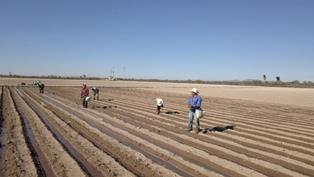 IMPLEMENTAN ESTRATEGIAS DE PREVENCIÓN DE CONTAGIO DEL COVID-19 ENTRE JORNALEROS AGRÍCOLAS