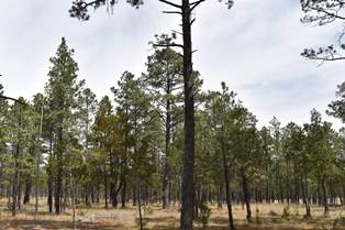 GOBIERNO DEL ESTADO IMPLEMENTA ACCIONES PARA CONSERVAR Y PRESERVAR EL PINO AZUL EN JUCHIPILA