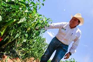 CONSERVA ZACATECAS PRIMEROS LUGARES EN PRODUCCIÓN DE HORTALIZAS