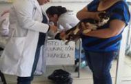 SERÁ EN SEPTIEMBRE LA CAMPAÑA DE VACUNACIÓN ANTIRRÁBICA
