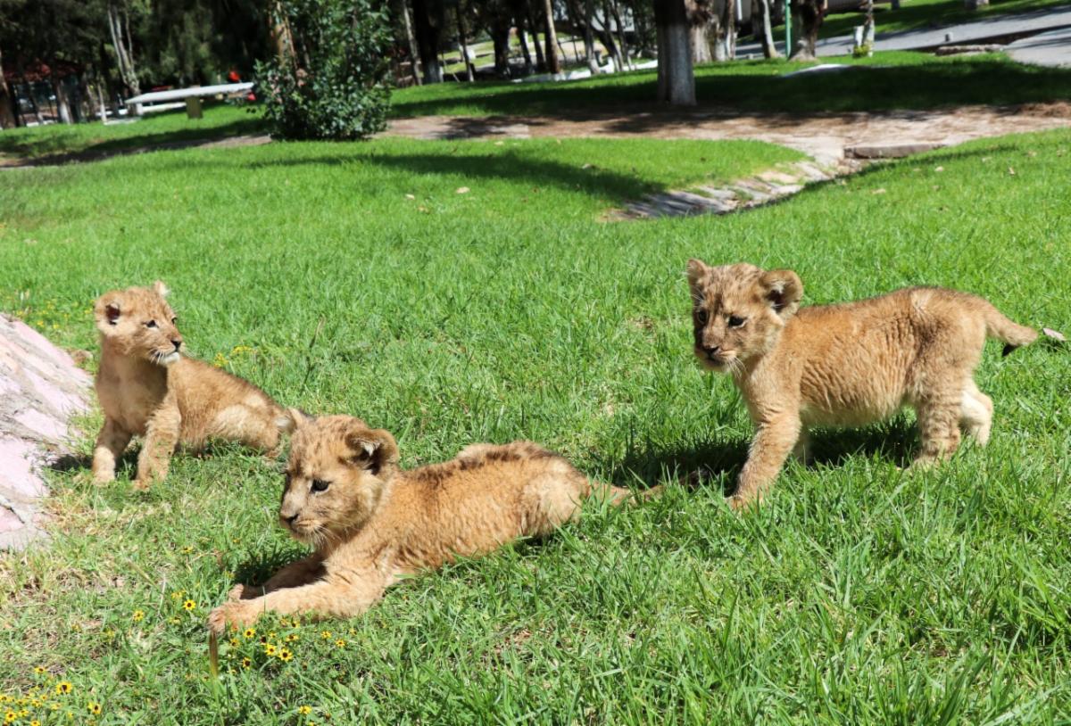 NACEN TRES CRÍAS DE LEÓN EN EL ZOOLÓGICO DE LA ENCANTADA