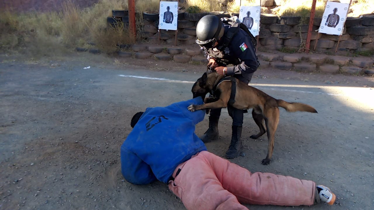 SECRETARÍA DE SEGURIDAD CAPACITA EN TÉCNICAS Y TÁCTICAS POLICIALES A ELEMENTOS DE LA UNIDAD CANINA K-9