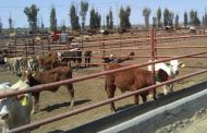 ZACATECAS, ENTRE LOS SIETE ESTADOS DEL PAÍS QUE MÁS APORTA A LA EXPORTACIÓN DE GANADO A EEUU