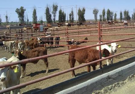 ZACATECAS, ENTRE LOS SIETE ESTADOS DEL PAÍS QUE MÁS APORTA A LA EXPORTACIÓN DE GANADO A EEUU