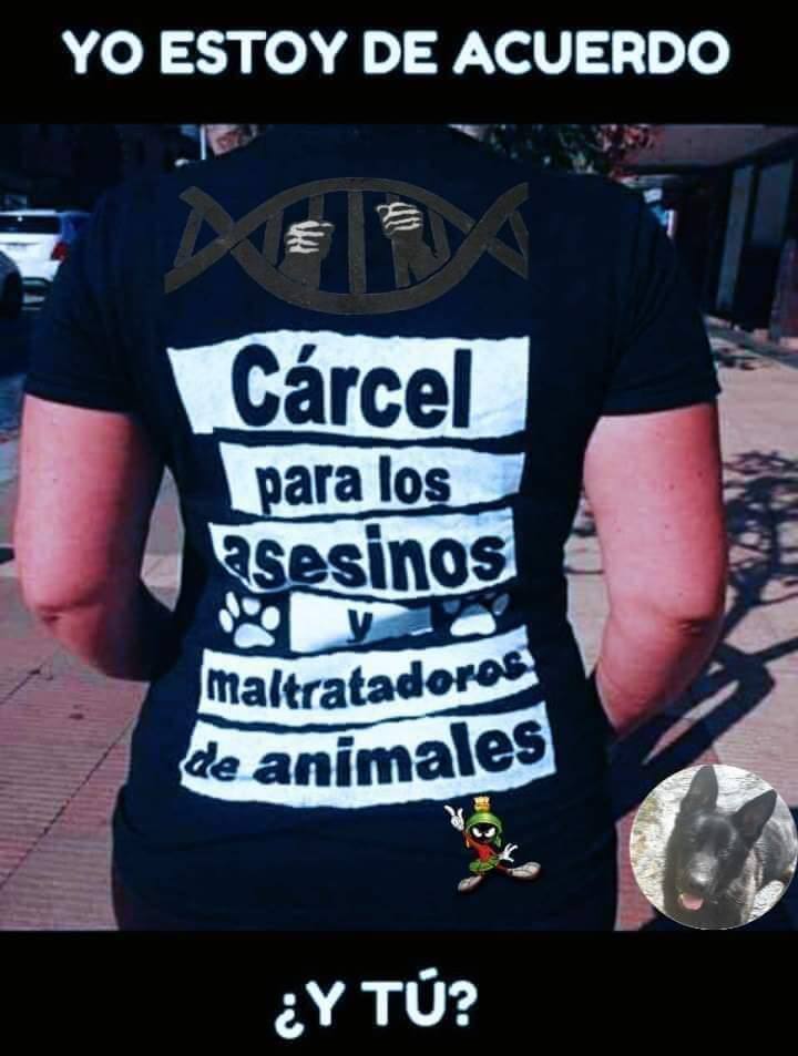 PODER JUDICIAL DEL ESTADO PODRÍA EMITIR LA PRIMERA SENTENCIA POR MALTRATO O CRUELDAD ANIMAL EN ZACATECAS