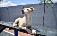 Alberga Centro de Control y Bienestar Animal de Guadalupe perros y gatos en condición de calle