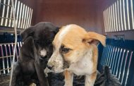 AUMENTA EL NÚMERO DE ESTERILIZACIONES DE MASCOTAS EN LA CAPITAL DE LA TRANSFORMACIÓN