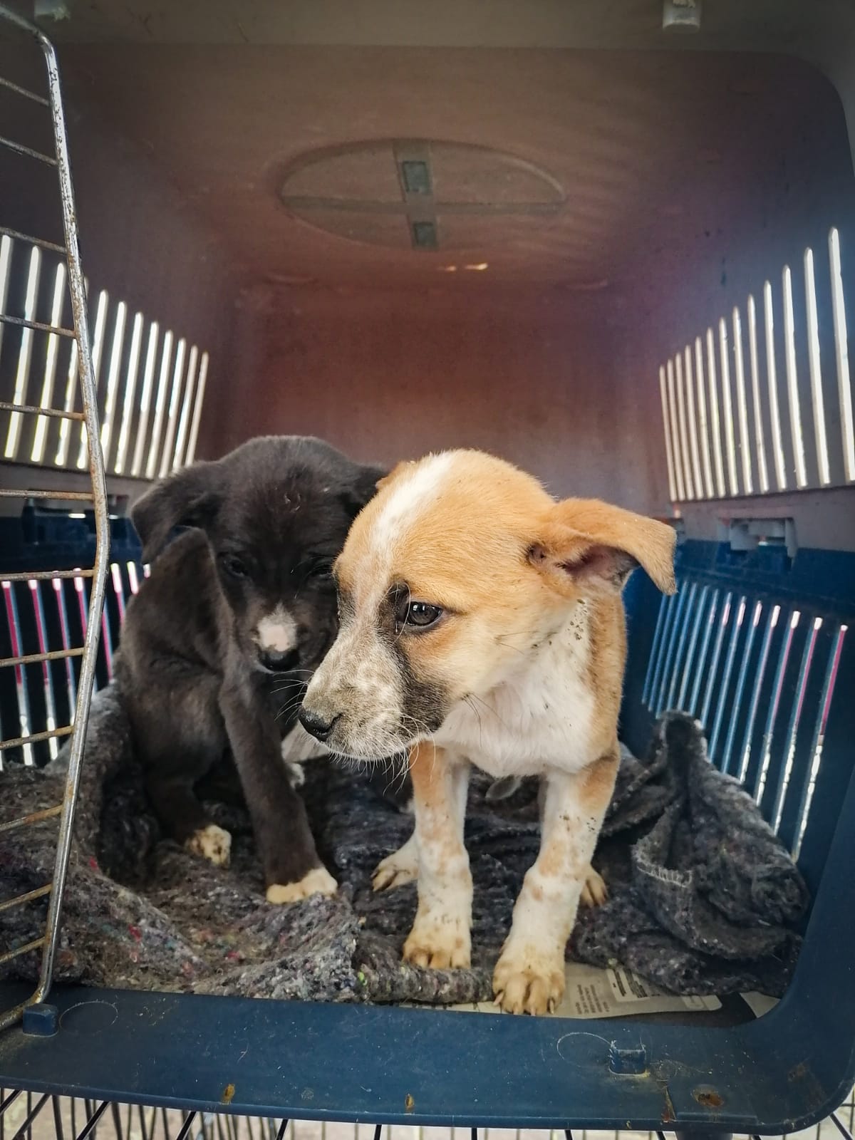 AUMENTA EL NÚMERO DE ESTERILIZACIONES DE MASCOTAS EN LA CAPITAL DE LA TRANSFORMACIÓN