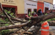 ATIENDE AYUNTAMIENTO EL COLAPSO DE UN ÁRBOL EN EL CENTRO HISTÓRICO