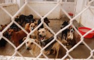 AVANZA ESTERILIZACIÓN Y ADOPCIÓN DE MASCOTAS EN EL MUNICIPIO DE ZACATECAS