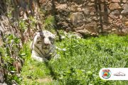 Minera Fresnillo da la bienvenida a Junior, un majestuoso tigre de bengala albino rescatado por Profepa