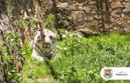 Minera Fresnillo da la bienvenida a Junior, un majestuoso tigre de bengala albino rescatado por Profepa