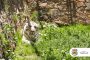 Minera Fresnillo da la bienvenida a Junior, un majestuoso tigre de bengala albino rescatado por Profepa