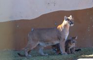 Fresnillo plc da la bienvenida a las nuevas crías de puma de montaña, cuyos nombres serán decididos por la comunidad