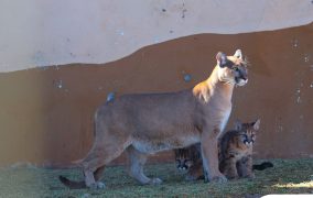 Fresnillo plc da la bienvenida a las nuevas crías de puma de montaña, cuyos nombres serán decididos por la comunidad