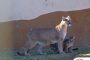 Fresnillo plc da la bienvenida a las nuevas crías de puma de montaña, cuyos nombres serán decididos por la comunidad