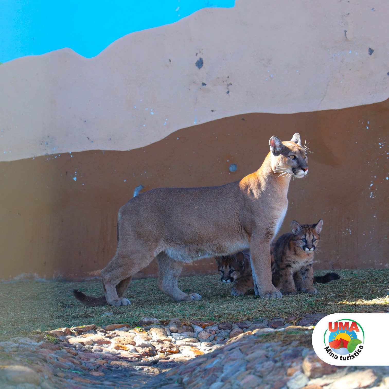 Fresnillo plc da la bienvenida a las nuevas crías de puma de montaña, cuyos nombres serán decididos por la comunidad